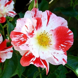 Boccacio - trandafiri - www.ioanarose.ro